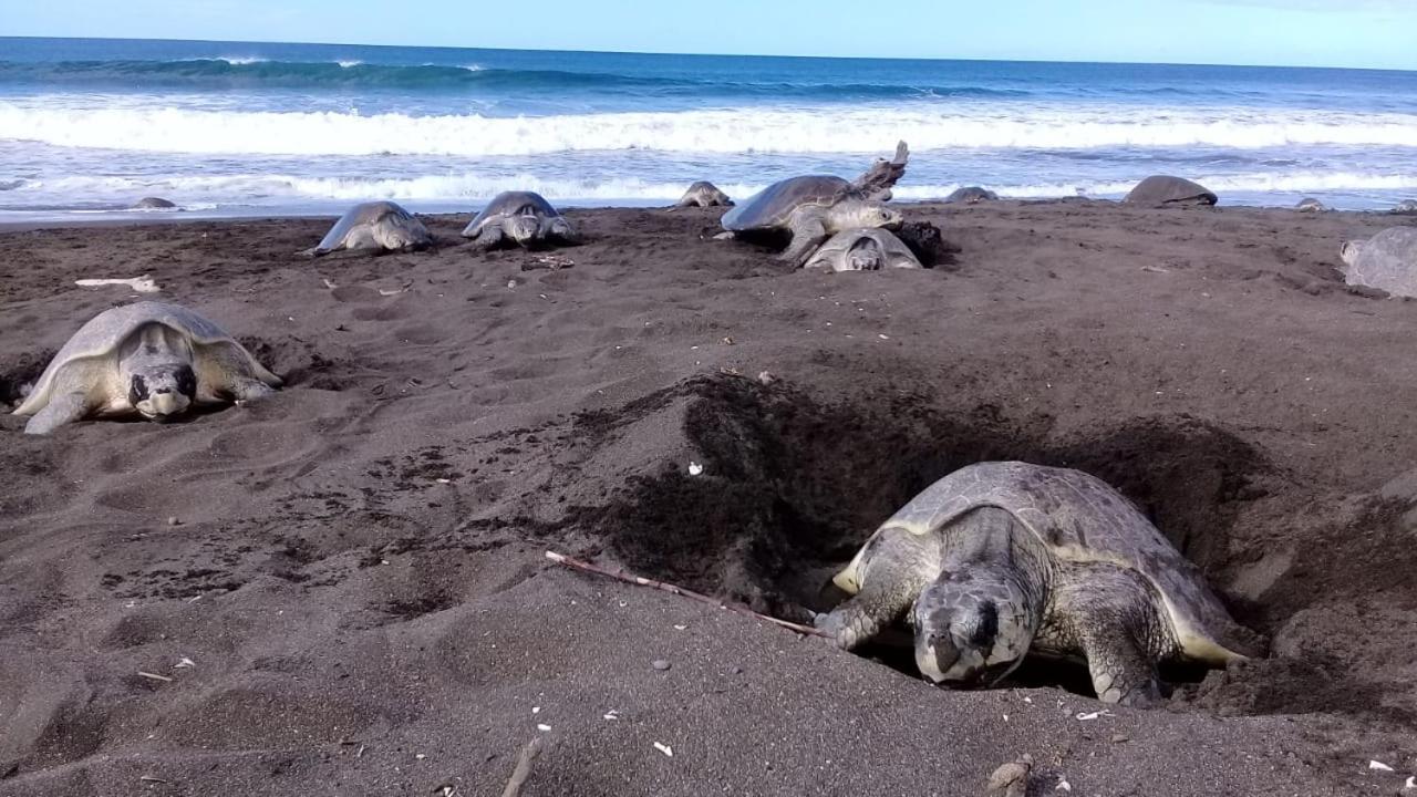 Villas Punta India Ostional Wildlife Refuge 외부 사진