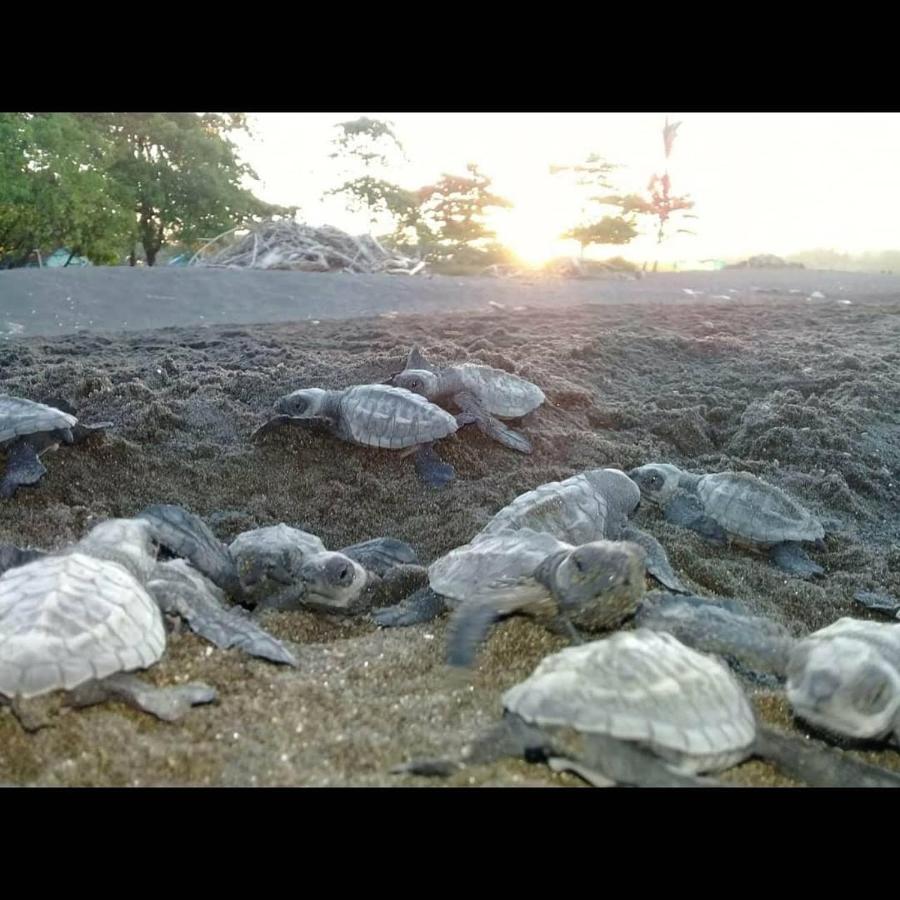 Villas Punta India Ostional Wildlife Refuge 외부 사진