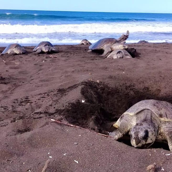 Villas Punta India Ostional Wildlife Refuge 외부 사진